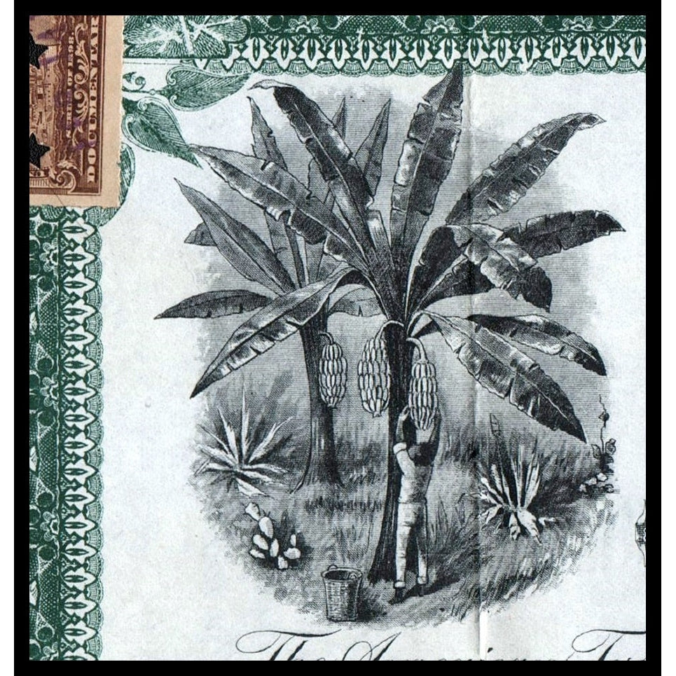 The American Tropical Planting Company (Honduras) 1899 Stock Certificate