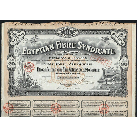 Egyptian Fibre Syndicate Societe Anonyme 1920 Egypt Stock Certificate