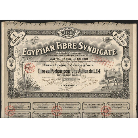 Egyptian Fibre Syndicate Societe Anonyme 1920 Egypt Stock Certificate