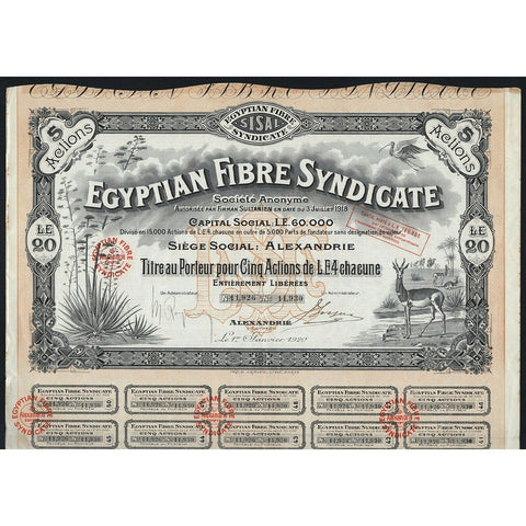 Egyptian Fibre Syndicate Societe Anonyme 1920 Egypt Stock Certificate