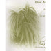 Treu Hanf Aktiengesellschaft (with Cannabis Plant Vignette) Stock Certificate